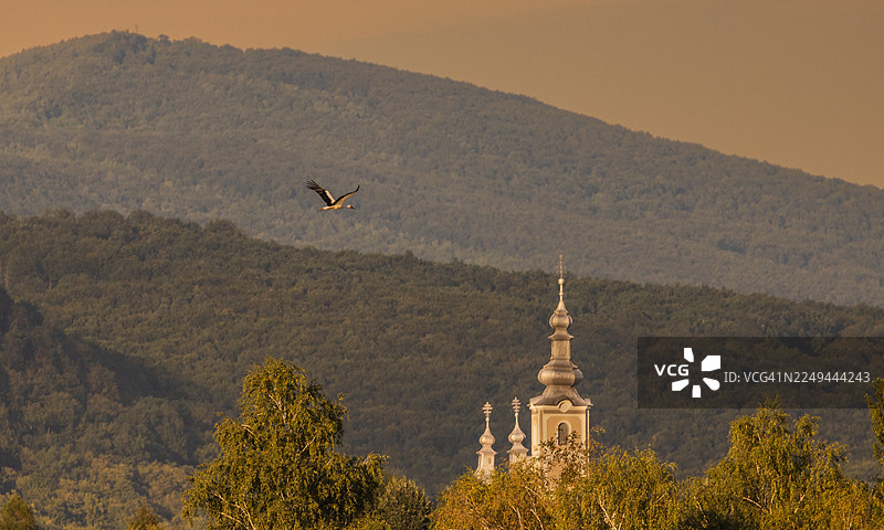 一只鹳在乌克兰外喀尔巴阡地区，绿色树林环绕的古老教堂尖顶上方优雅地飞翔，背景是森林覆盖的山峦和温暖的天空。图片素材