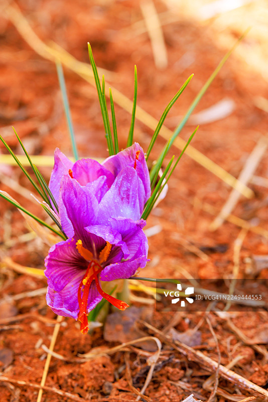 一朵鲜艳的紫色番红花在田野里绽放的特写，突出其娇嫩的花瓣和番红花蕊图片素材