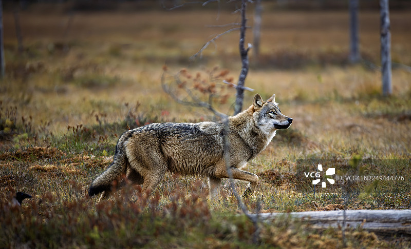 灰色狼在森林的草地上行走的侧视图图片素材
