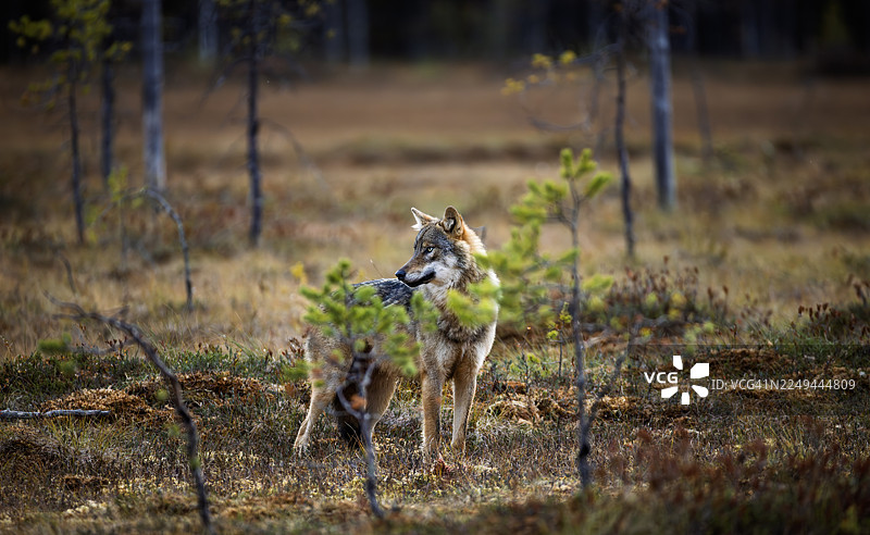 猎豹站立在田野上的肖像图片素材
