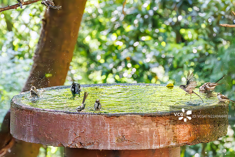 一群可爱的长尾山雀(Aegithalos caudatus,山雀科)正在拍打翅膀飞出,在水盆中沐浴。地点:日本神奈川县秦野市的子母山公园的子母山鸟类保护区。- 2025年。图片素材