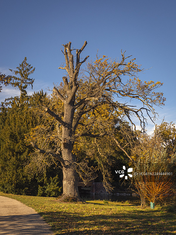 秋叶斑斓的雄伟橡树在晴朗的蓝天下，静谧的池塘旁，捷克共和国，莱德尼采图片素材