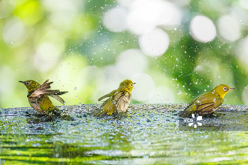 一群可爱的日本绣眼鸟(Zosterops Japonica)在日本神奈川县秦野市的权现山鸟类保护区、子母山公园的泉水中沐浴。- 2025。图片素材