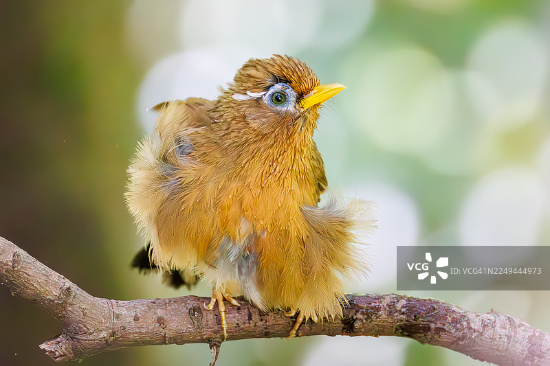 白腹噪鹛,Garrulax canorus。在泉水中沐浴。日本神奈川县秦野市、高尾山公园、权现山(Gongenyama)山鸟类保护区 - 2025年。图片素材
