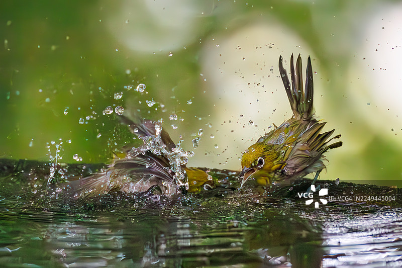 一群可爱的日本暗眼鹛(Zosterops Japonica)正在春水中沐浴。地点:日本神奈川县秦野市甲子山公园甲子山鸟类保护区 - 2025年。图片素材