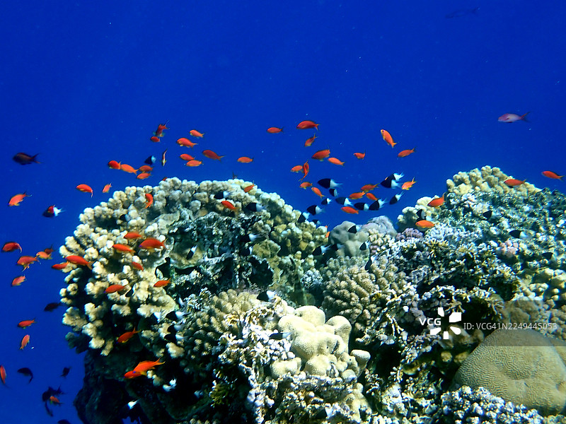 水晶般清澈的蓝色海水中的繁茂珊瑚礁，鱼群五彩斑斓，生机勃勃图片素材