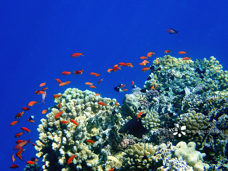 清澈的蓝色海水中有充满活力的水下景象，热带鱼在色彩斑斓的珊瑚礁周围游弋。图片素材