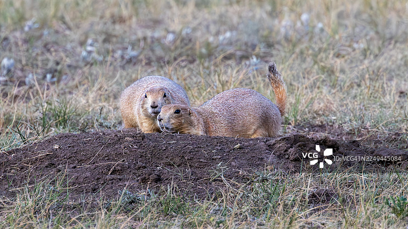 两只草原犬鼠在草地的土丘上互动图片素材
