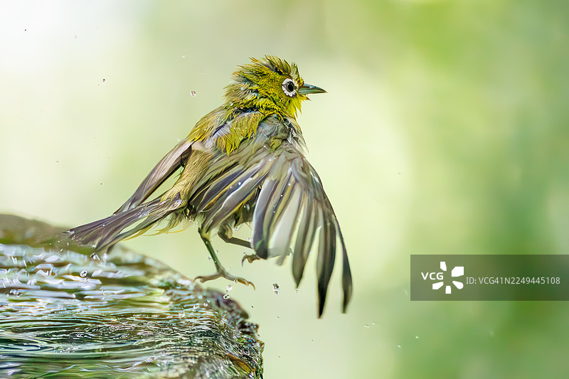 一群可爱的日本暗眼鹛(Zosterops Japonica)在日本神奈川县秦野市的权现山鸟类保护区、子安山公园沐浴在泉水中 - 2025。图片素材