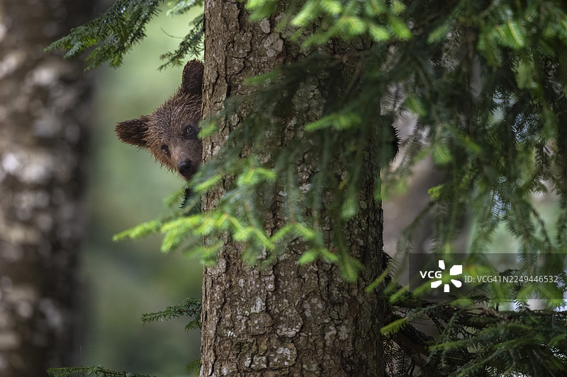 欧洲棕熊（Ursus arctos arctos），幼熊爬树，斯洛文尼亚内塔兰斯卡地区图片素材