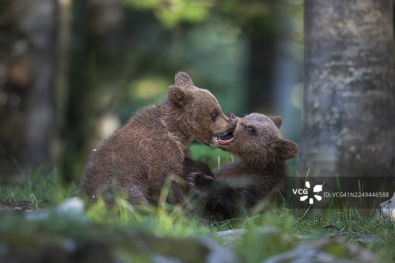 欧洲棕熊（Ursus arctos arctos），两只幼崽在森林中玩耍，斯洛文尼亚内特兰斯卡地区图片素材