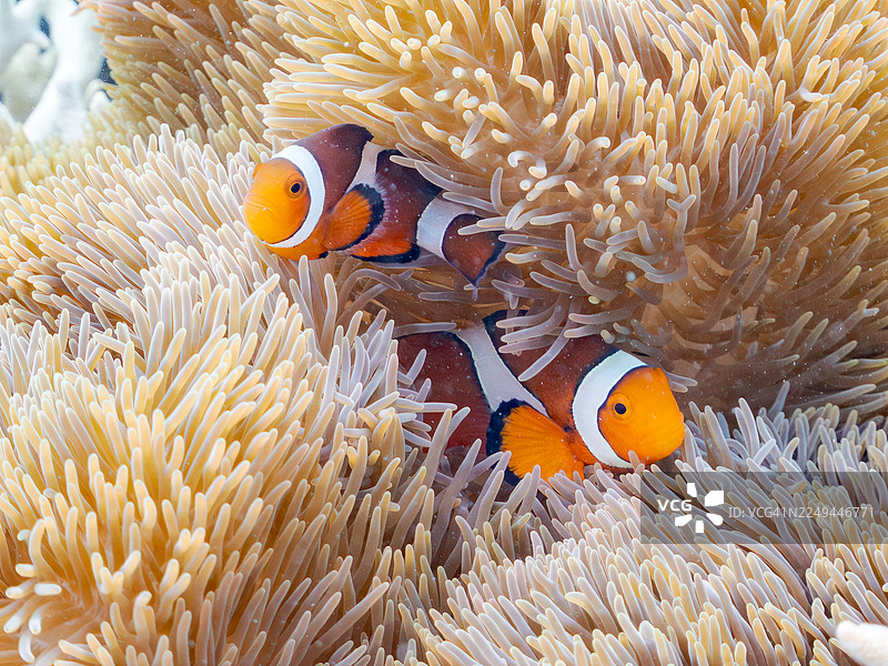 可爱的公子小丑鱼一家，美丽的东京海葵及其他生物，在绝美的珊瑚礁中。一群热带鱼。美丽的珊瑚礁与游泳的人们。菜单，冲绳县八重山群岛，波照间岛，2025图片素材