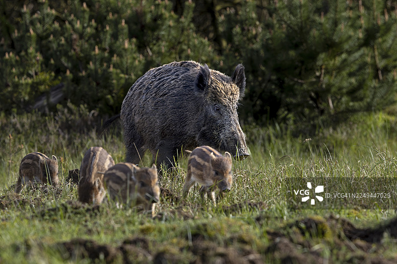 一只野猪（Sus scrofa）带着它的猪仔，正在穿越一片野生的草地，男孩在旁边，地点在丹麦图片素材