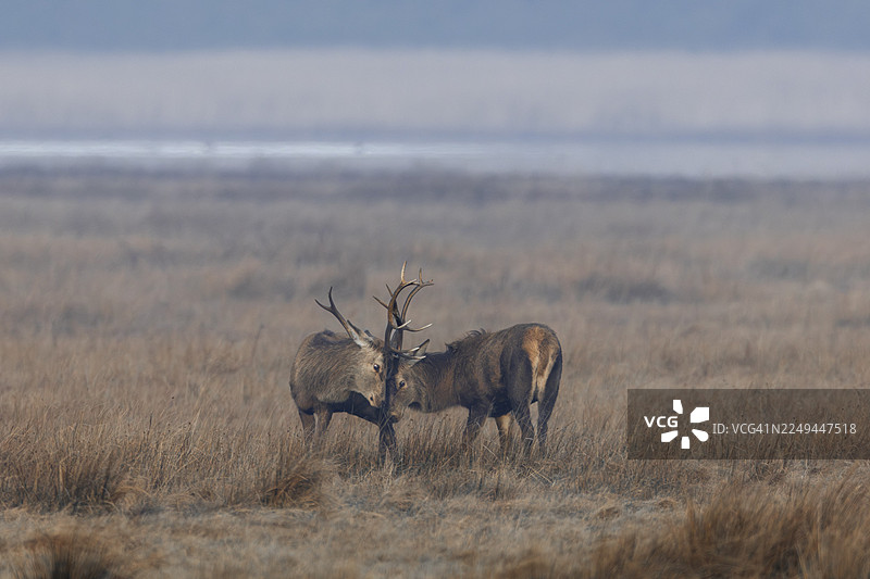 两只红鹿（Cervus elaphus）在丹麦的一片草地上，在晨雾中嬉戏打斗，它们反复进行着表示友好的姿态、争夺地位、打斗、争吵和争执。图片素材