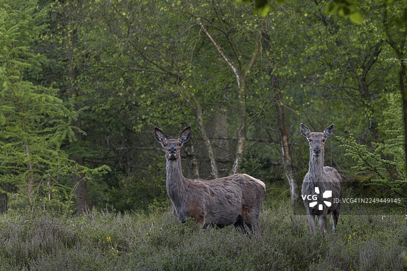 五月初，马鹿（Cervus elaphus）终于在森林中找到了新鲜的绿叶，四周后，第一批鹿崽将诞生，这是播种的季节，春天，丹麦图片素材