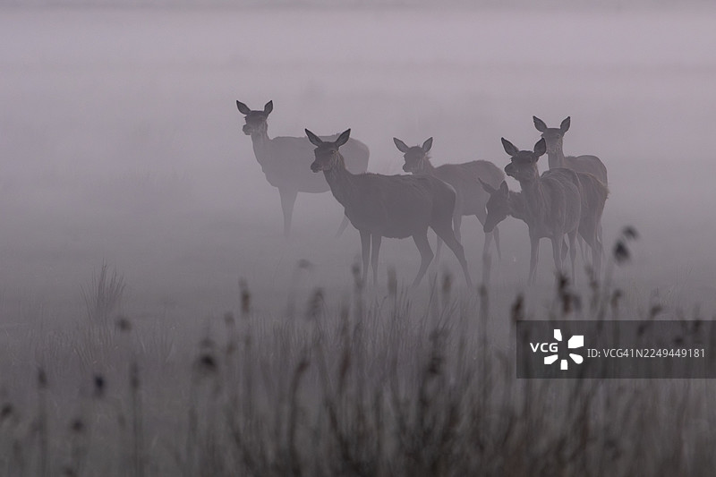 尽管雾为腐烂的动物（马鹿）和小牛提供了庇护，但也为它们的敌人提供了掩护，因此需要时刻保持警惕，雾景，丹麦图片素材