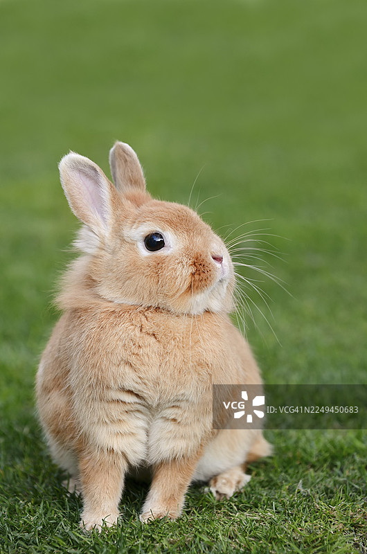 德国北莱茵-威斯特法伦州草地上的侏儒兔（Oryctolagus cuniculus forma domestica）图片素材