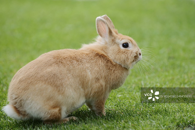 德国北莱茵-威斯特法伦州草地上的侏儒兔（Oryctolagus cuniculus forma domestica）图片素材