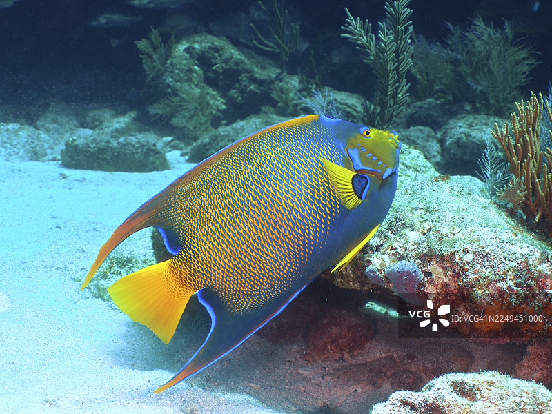 优雅的帝王鱼、王后神仙鱼（Holacanthus ciliaris），色彩鲜艳，在沙质海底滑行。潜水点：约翰·彭内坎普珊瑚礁州立公园，基拉戈，佛罗里达礁岛群，佛罗里达州，美国图片素材