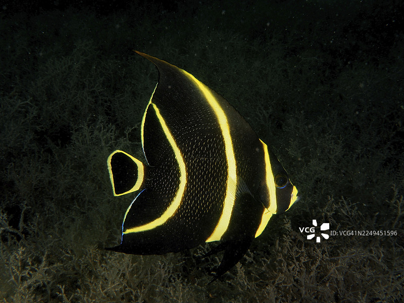 一条黑黄相间的幼年法国神仙鱼（Pomacanthus paru）在黑暗的水中。潜水点：美国佛罗里达州里维埃拉海滩菲尔福斯特公园蓝鹭桥。图片素材