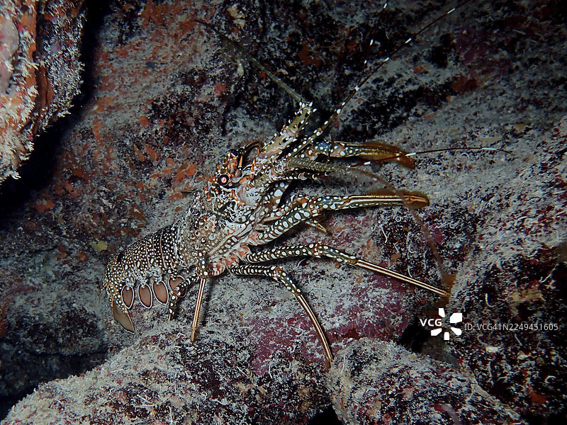 一只伪装的斑点龙虾（Panulirus guttatus）在水下栖息地的岩石间。潜水点：美国佛罗里达州基拉戈的约翰·彭内坎普珊瑚礁州立公园，佛罗里达礁岛群。图片素材