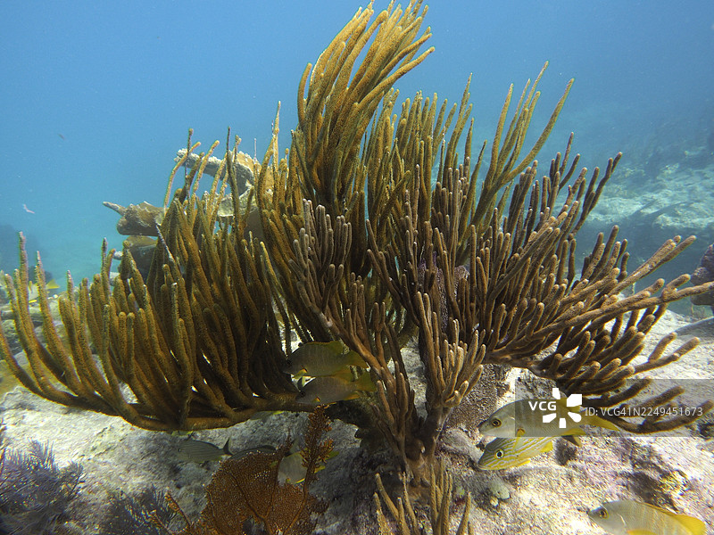 带黄色鱼在动态水下移动的拱形灌木海扇（Plexaura flexuosa）。潜水点：约翰·彭内坎普珊瑚礁州立公园，基拉戈，佛罗里达礁岛群，佛罗里达州，美国图片素材