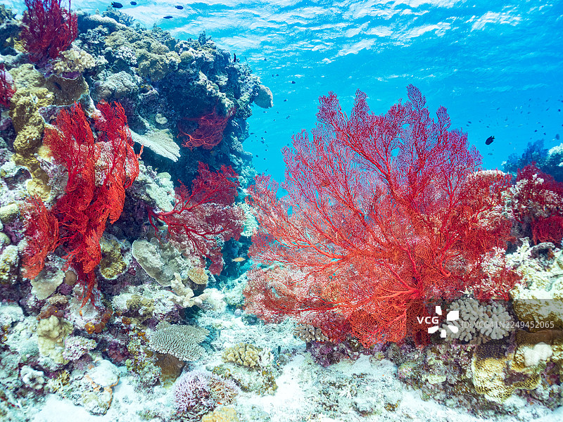壮丽的红色角珊瑚区，包括扇形角珊瑚和其他珊瑚，在奇妙的珊瑚礁中。冲绳县八重山群岛。一群热带鱼。美丽的珊瑚礁和游泳的人。座间味岛，庆良间群岛，岛尻郡，日本-2025图片素材