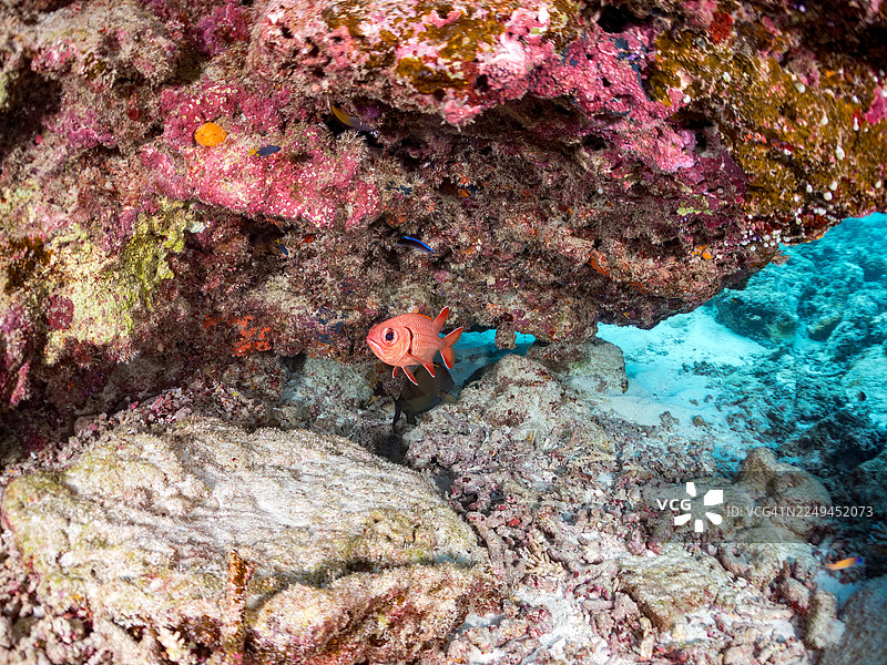 在海蚀洞中,有伯氏金鳞鱼(Myripristis berndti)等鱼类。冲绳县座间味岛庆良间群岛的嘉弥真岛,成群的热带鱼、美丽的珊瑚礁和游泳的人们。日本 - 2025图片素材