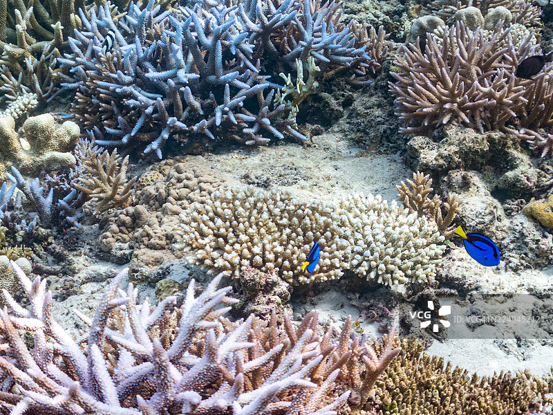 蓝唐王鱼(Paracanthurus hepatus)幼鱼,橙斑龙鳍鱼(Oxymonacanthus longirostris),冲绳县嘉手纳岛,一群热带鱼,美丽的珊瑚礁与游泳的人们,座间味岛。图片素材
