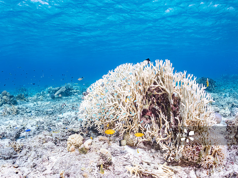 安汶海葵鱼(Pomacentrus amboinensis),绿光鳃鱼(Chromis viridis),绿光鳃鱼,以及其他。阿格纳西库岛,冲绳,一群热带鱼。美丽的珊瑚礁和游泳的人们。座间味岛,庆良间群岛,岛尻郡。图片素材