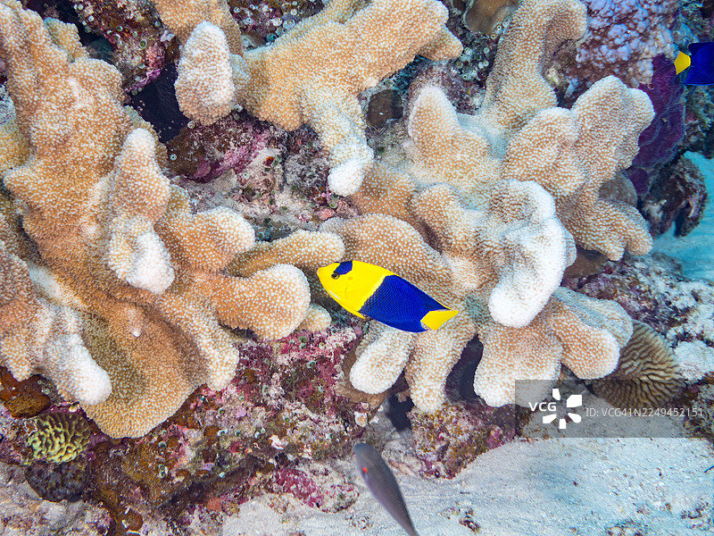 双色神仙鱼,Centropyge bicolor。以及其他。冲绳县石垣岛,一群热带鱼。美丽的珊瑚礁和游泳的人们。座间味岛,庆良间群岛,岛尻郡,日本-2025图片素材