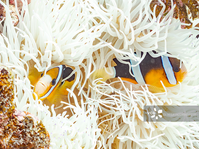 黄尾鲹，克氏海葵鱼，克氏海葵鱼。皮革海葵，西巴海葵。以及其他。冲绳县宫古岛。一群热带鱼。美丽的珊瑚礁和游泳的人们。座间味岛，庆良间群岛，岛尻郡，日本。图片素材