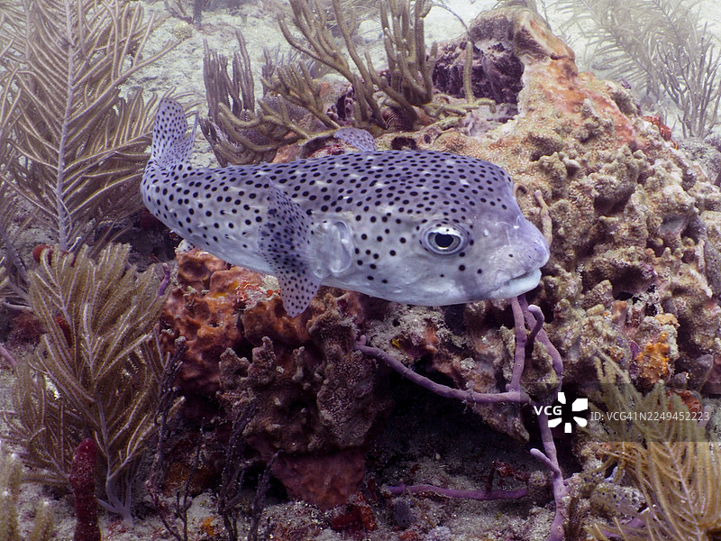 黑斑刺鲀,俗称棘鲀(Diodon hystrix),在佛罗里达州棕榈滩 Breakers 潜水点的海洋珊瑚礁中游泳。图片素材