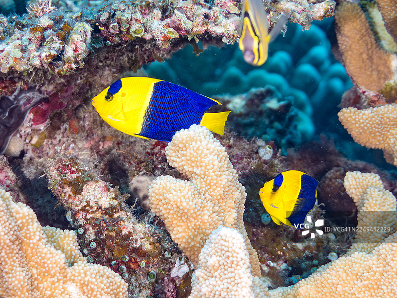 双色神仙鱼(Centropyge bicolor)及其他。冲绳县宫古岛。一群热带鱼。美丽的珊瑚礁和游泳的人们。座间味岛,庆良间群岛,岛尻郡,日本-2025图片素材