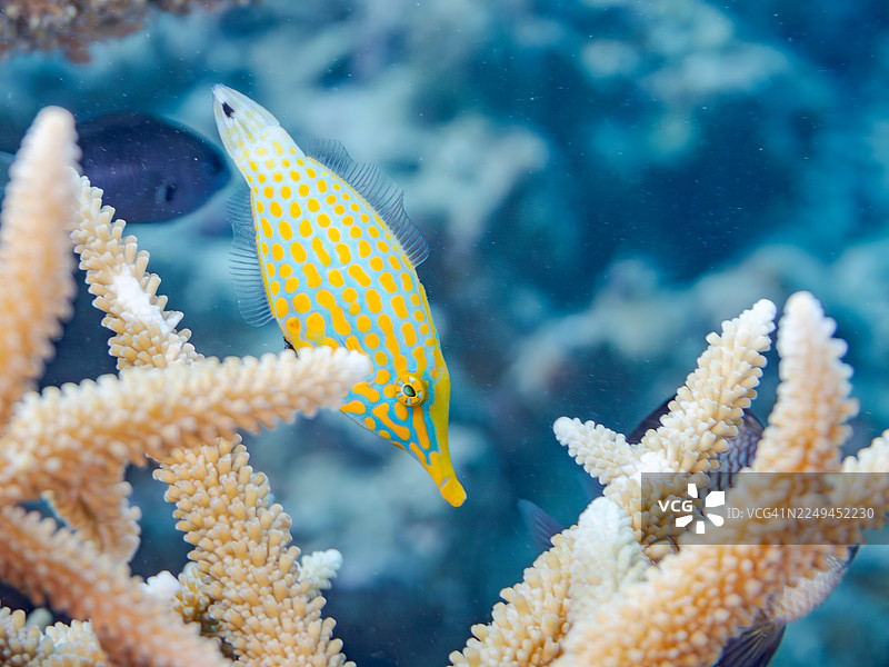 叶唇鱼,橙点叶唇鱼,长吻叶唇鱼和其他。冲绳县读谷村。一群热带鱼。美丽的珊瑚礁和游泳的人们。座间味岛,庆良间群岛,岛尻郡,日本-2025图片素材