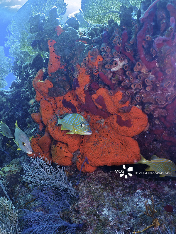 火焰海绵（Tedania ignis）和色彩斑斓的鱼。潜水点：约翰·彭内坎普珊瑚礁州立公园，基拉戈，佛罗里达礁岛群，佛罗里达州，美国图片素材