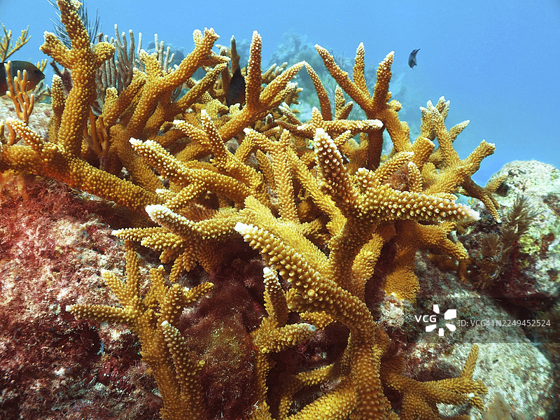 鹿角珊瑚（Acropora cervicornis）在清水岩石上。潜水点：约翰彭内坎普珊瑚礁州立公园，基拉戈，佛罗里达礁岛群，佛罗里达州，美国图片素材