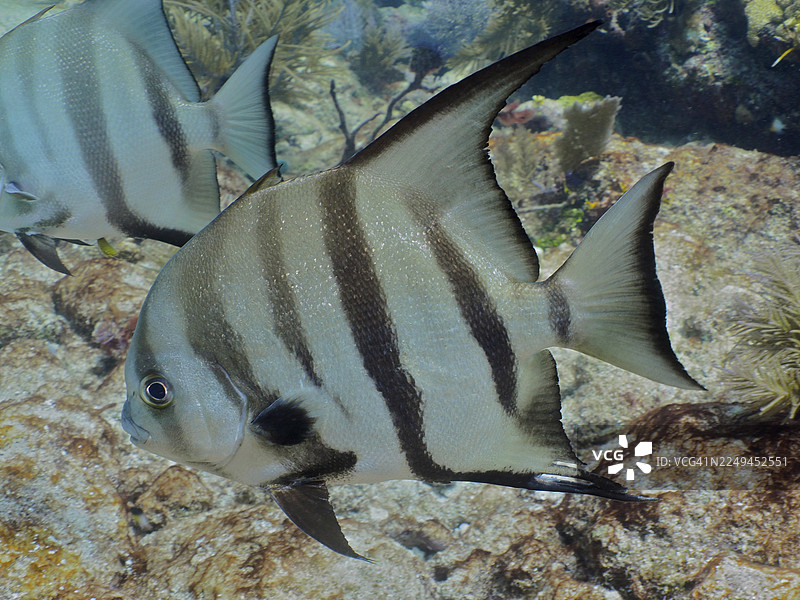 具有独特条纹图案和大鳍的鱼,大西洋铲颌鱼(Chaetodipterus faber)。潜水地点:美国佛罗里达州基拉戈约翰·彭内坎普珊瑚礁州立公园,佛罗里达礁岛群。图片素材