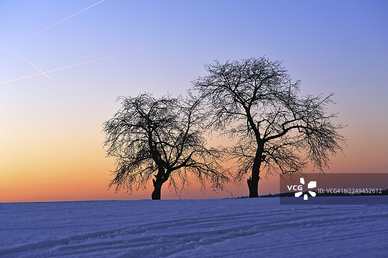 冬日傍晚的天空下,两棵光秃秃的果树,德国巴伐利亚州上法兰克尼亚地区卡尔斯贝格图片素材