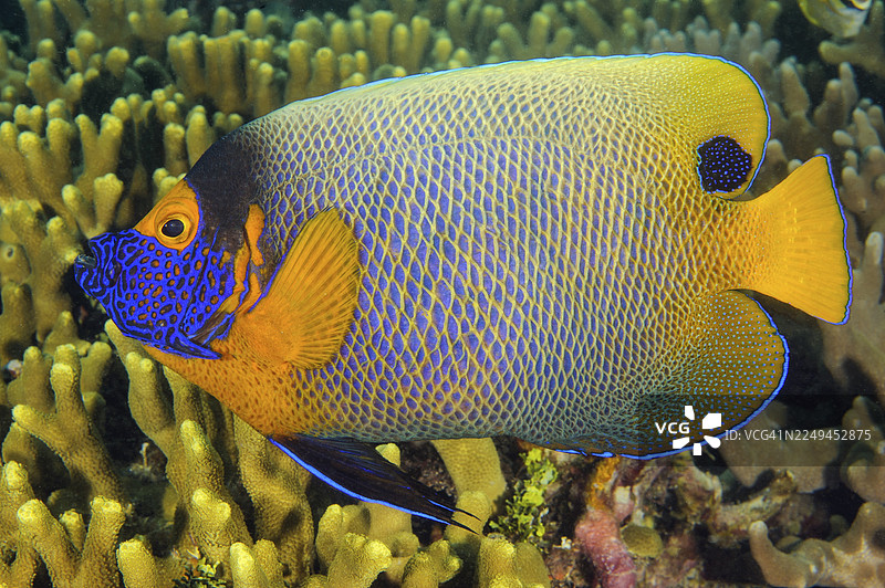 海底照片，蓝头神仙鱼 (Pomacanthus xanthometopon) 游弋在珊瑚礁上，特写镜头，珊瑚礁上有小息肉石珊瑚 (Acropora)，太平洋，雅浦岛，雅浦州，加罗林群岛，密克罗尼西亚联邦 (FSM)，澳大利亚，大洋洲图片素材