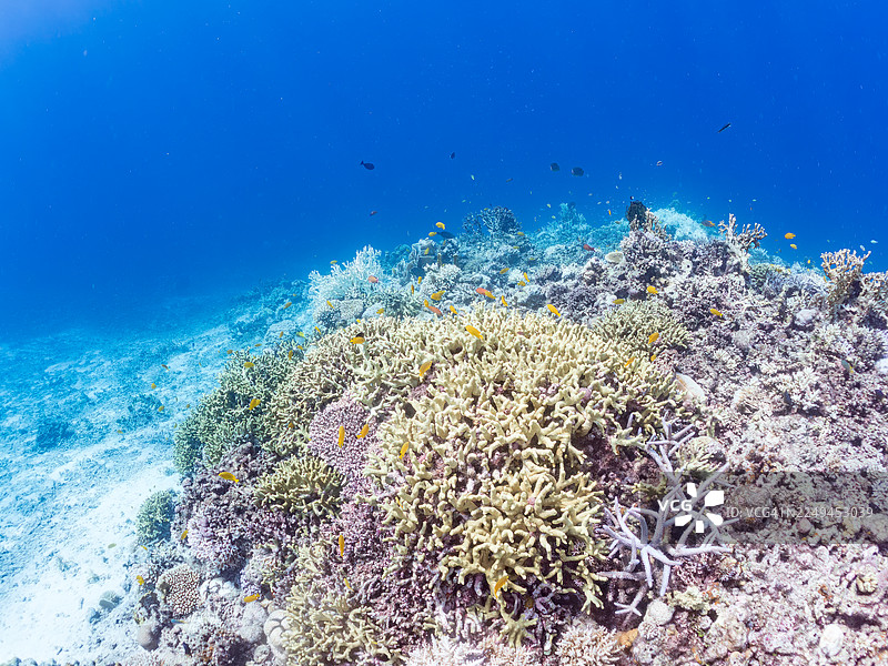 海金鱼，方氏海金鱼，安汶海葵鱼，安汶海葵鱼，以及其他。日本冲绳县国头郡今归仁村（Agenasiku island, Okinawa），一群热带鱼。美丽的珊瑚礁和游泳的人们。座间味岛，庆良间群岛，岛尻郡，日本-2025图片素材