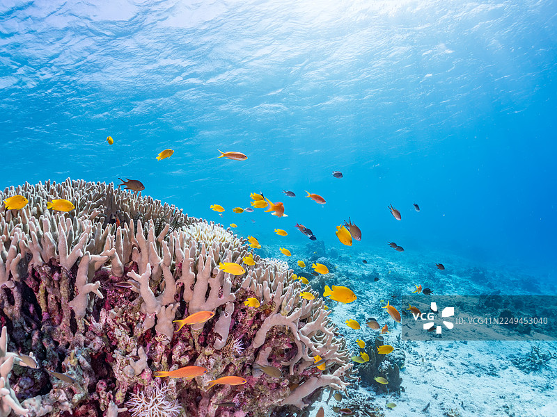 海金鱼（Pseudanthias squamipinnis），安汶海葵鱼（Pomacentrus amboinensis）等。日本冲绳县八重山群岛的波照间岛，一群热带鱼。美丽的珊瑚礁和游泳的人们。座间味岛，庆良间群岛，岛尻郡，日本 - 2025图片素材