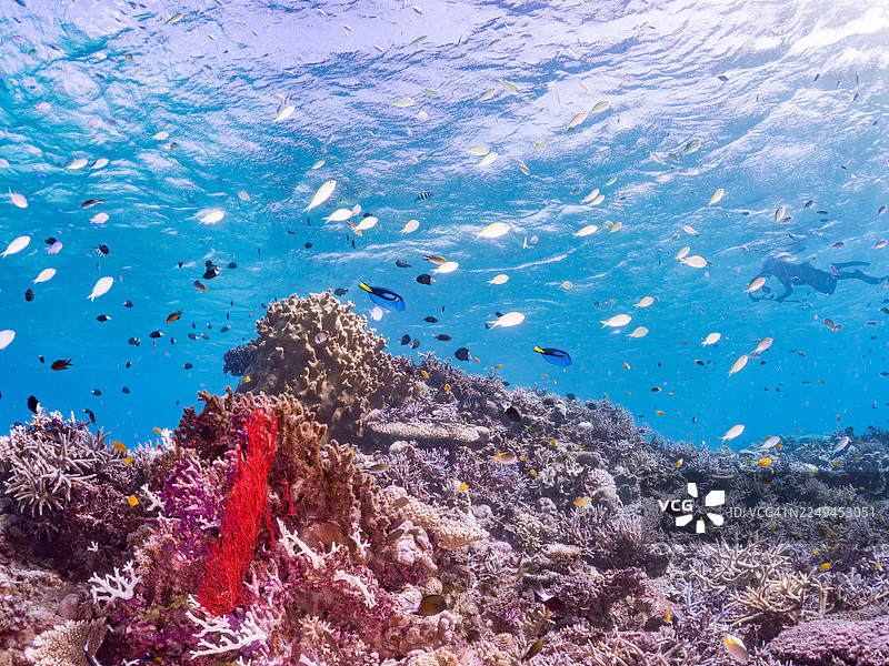 Palette surgeonfish, Fragtail surgeonfish, Paracanthurus hepatus,Ambon damsel, Pomacentrus amboinensis,Blue green damselfish, Chromis viridis, Blue green chromis, and others.Agenasiku island, Okinawa,A school of tropical fish.Beautiful coral reefs.图片素材
