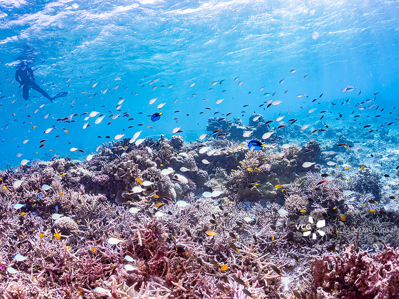 地图鱼,刺尾鱼,拟刺尾鱼,安汶海葵鱼,安汶海葵鱼,蓝绿海葵鱼,蓝绿海葵鱼,蓝绿海葵鱼,以及其他。冲绳县,亚格纳西库岛,一群热带鱼。美丽的珊瑚礁。图片素材