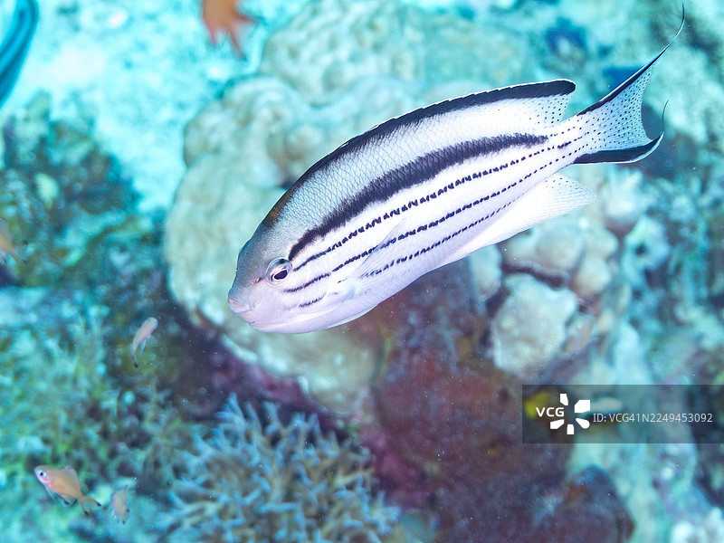 黑纹神仙鱼,拉马克神仙鱼,拉马克神仙鱼属,以及其他。冲绳县今归仁村,一群热带鱼。美丽的珊瑚礁和游泳的人们。座间味岛,庆良间群岛,岛尻郡,日本-2025图片素材