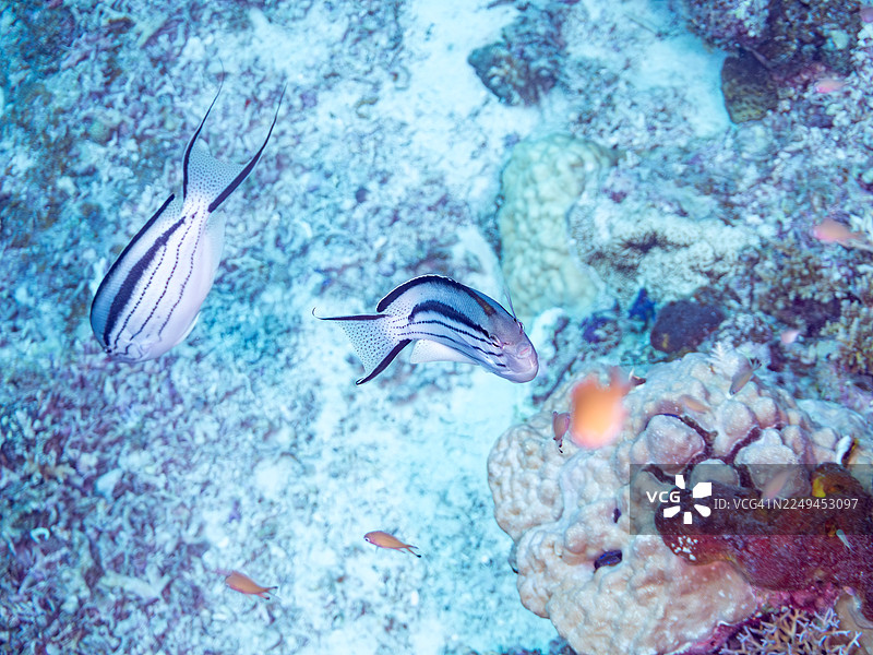 黑纹神仙鱼(Lamarck's angelfish),学名Genicanthus lamarck,和其他鱼类。冲绳县国头郡今归仁村,一群热带鱼。美丽的珊瑚礁和游泳的人们。座间味岛,庆良间群岛,岛尻郡,日本-2025图片素材