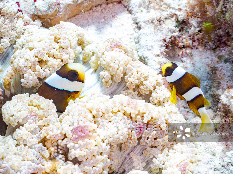 黄尾鲹,克拉克海葵鱼,克拉克海葵鱼,幼鱼。巨型地毯海葵、巨型地毯海葵及其他。冲绳县国头郡今归仁村,一群热带鱼。美丽的珊瑚礁和游泳的人们。座间味岛,庆良间图片素材