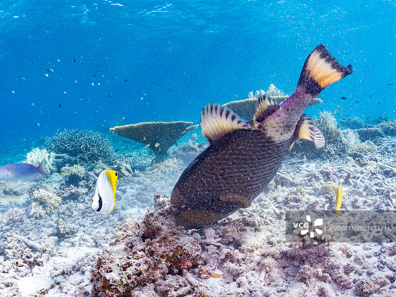 泰坦炮弹鱼（Balistoides viridescens）、矛尾鱼（Chaetodon Auriga）、斑马神仙鱼（Pomacanthus semicirculatus）等。 冲绳县与名城岛，一群热带鱼。美丽的珊瑚礁和游泳的人们。座间味岛图片素材