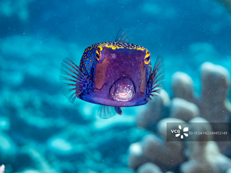 白斑箱鲀 (Ostracion meleagris) 及其他。冲绳县今归仁村。一群热带鱼。美丽的珊瑚礁和游泳的人们。座间味岛,庆良间群岛,岛尻郡,日本-2025图片素材