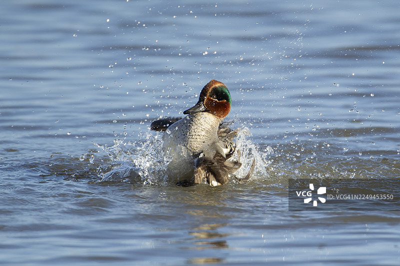 普通棉鸭（Anas crecca）成鸟雄性在英格兰湖中沐浴，英国图片素材